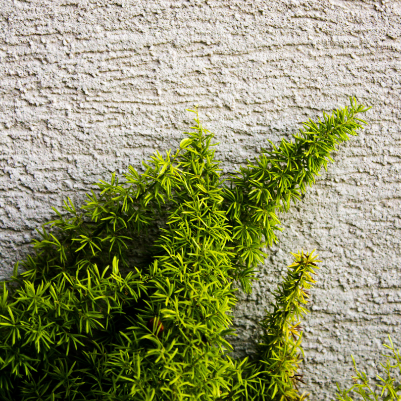 arquitetura biofílica externa