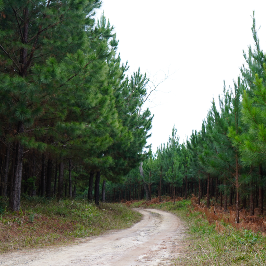 pinus famossul
